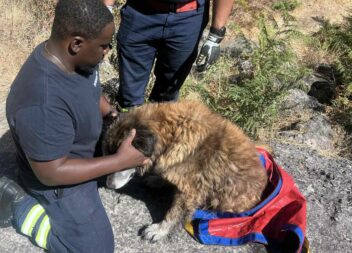 Bombeiros da Covilhã resgatam animal