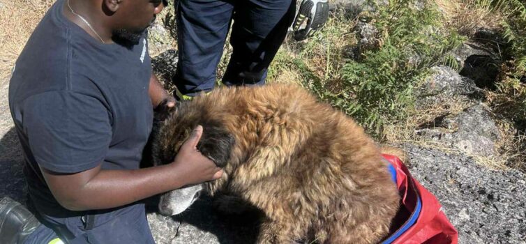 Bombeiros da Covilhã resgatam animal