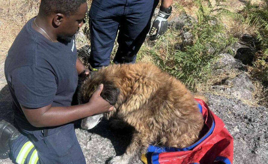 Bombeiros da Covilhã resgatam animal