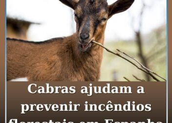 Cabras ajudam a prevenir incêndios florestais em Espanha