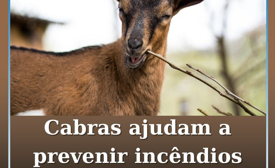 Cabras ajudam a prevenir incêndios florestais em Espanha