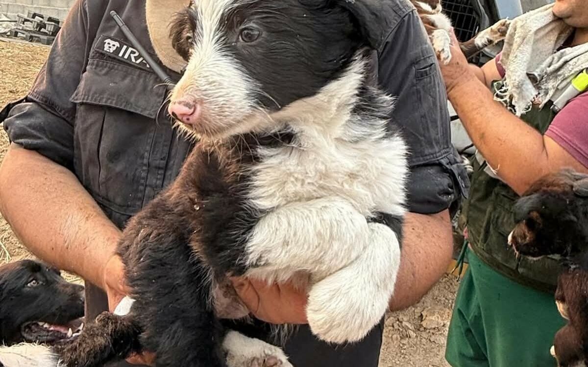 Cadela e ninhada sobrevivem a incêndio devastador