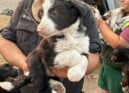 Cadela e ninhada sobrevivem a incêndio devastador