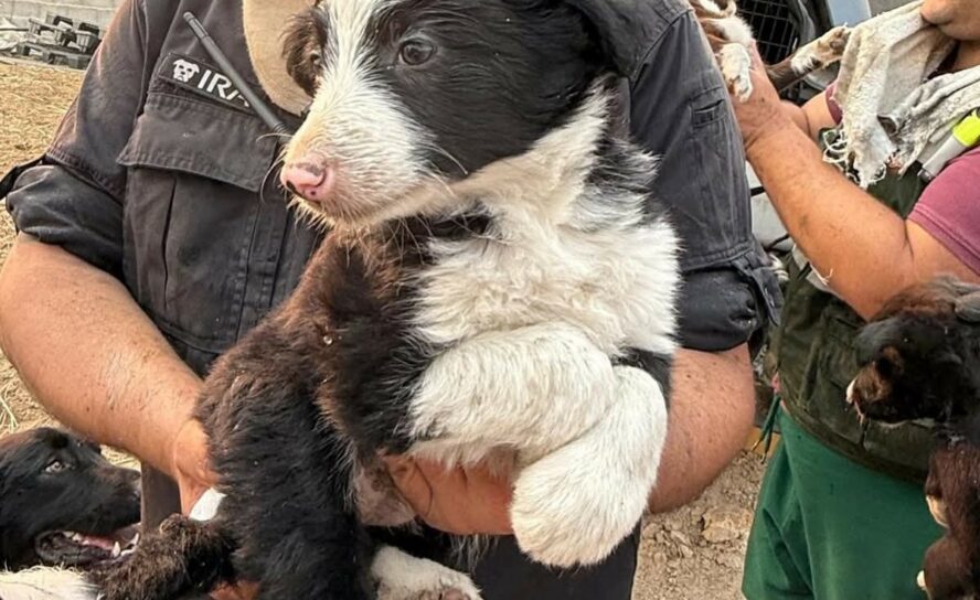 Cadela e ninhada sobrevivem a incêndio devastador