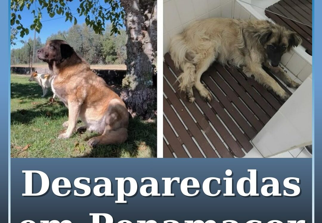 Cadelas desaparecidas em Penamacor