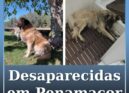 Cadelas desaparecidas em Penamacor