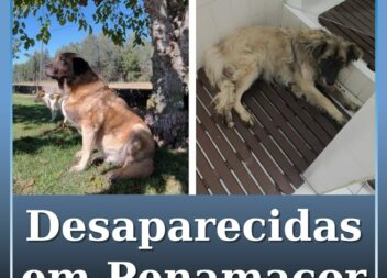 Cadelas desaparecidas em Penamacor
