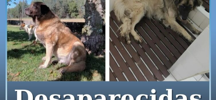 Cadelas desaparecidas em Penamacor
