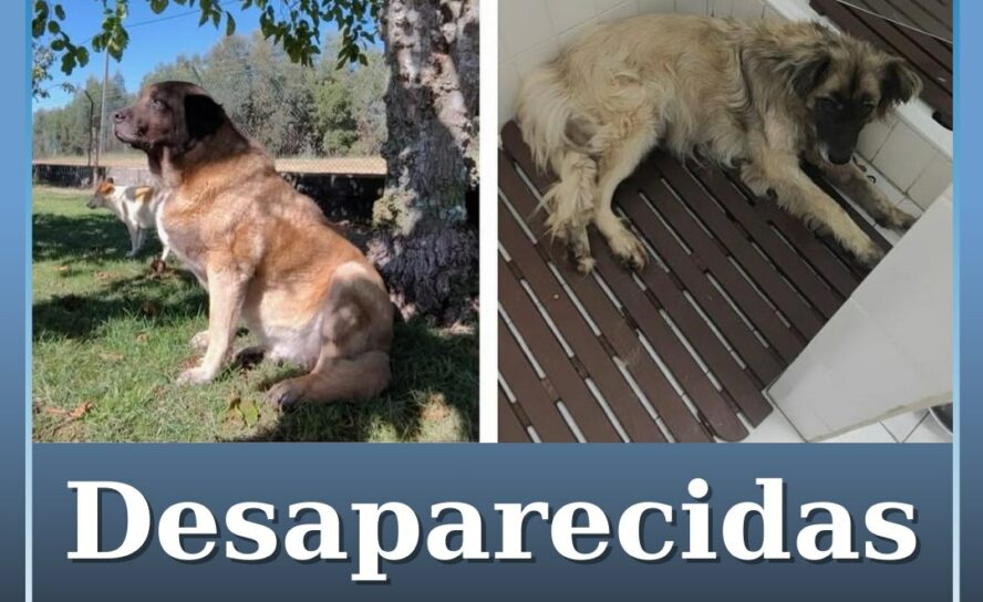 Cadelas desaparecidas em Penamacor