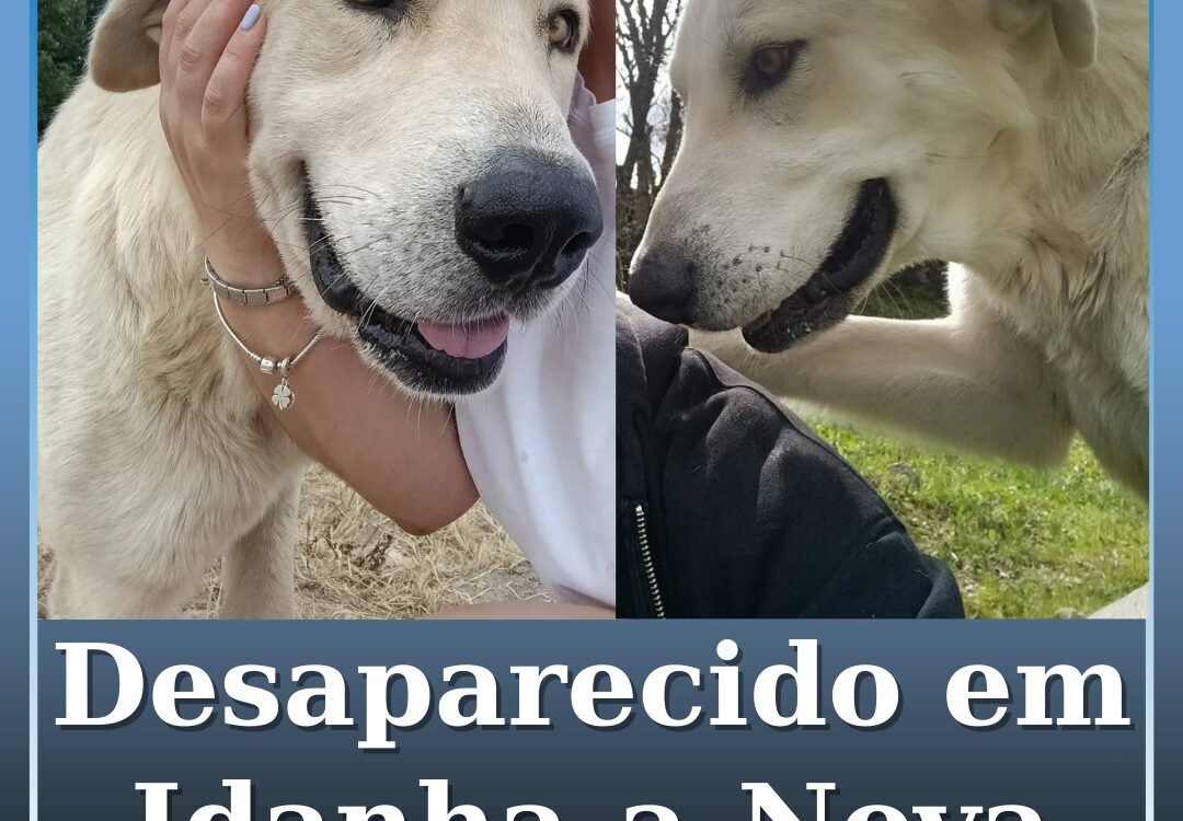 Cão desaparecido em Idanha-a-Nova