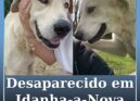 Cão desaparecido em Idanha-a-Nova