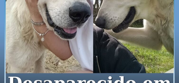 Cão desaparecido em Idanha-a-Nova