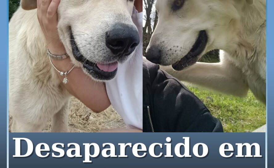 Cão desaparecido em Idanha-a-Nova