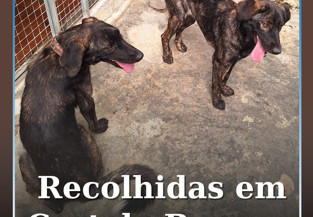 Centro de Recolha Animal procura donos de duas cadelas recolhidas em Escalos de