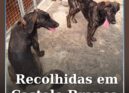 Centro de Recolha Animal procura donos de duas cadelas recolhidas em Escalos de
