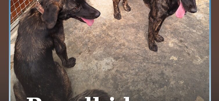 Centro de Recolha Animal procura donos de duas cadelas recolhidas em Escalos de