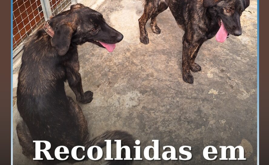 Centro de Recolha Animal procura donos de duas cadelas recolhidas em Escalos de
