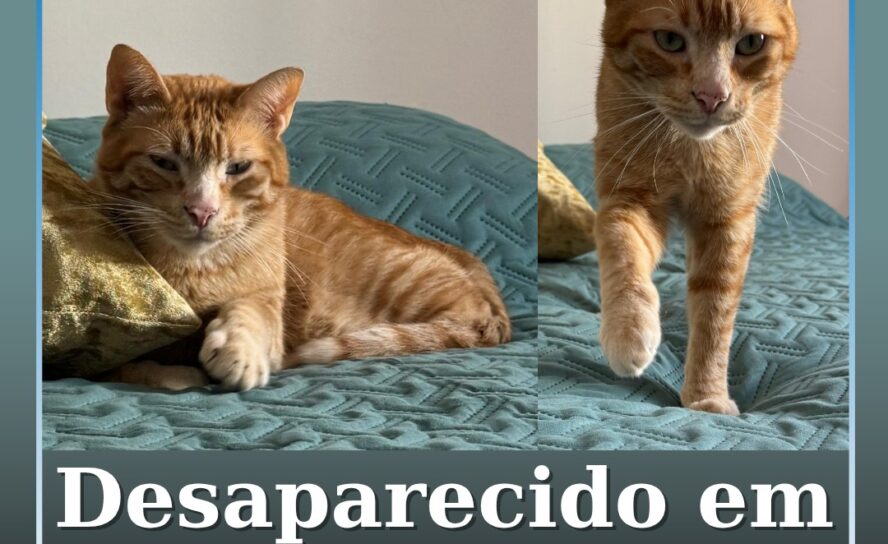 Desaparecido em Castelo Branco