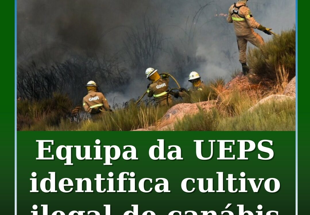 Equipa da UEPS identifica cultivo ilegal durante missão em Pedrógão Grande