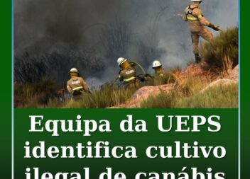 Equipa da UEPS identifica cultivo ilegal durante missรฃo em Pedrรณgรฃo Grande