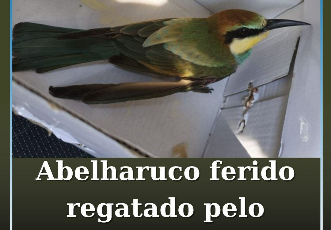 GNR resgata abelharuco ferido em Oleiros