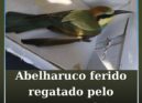 GNR resgata abelharuco ferido em Oleiros