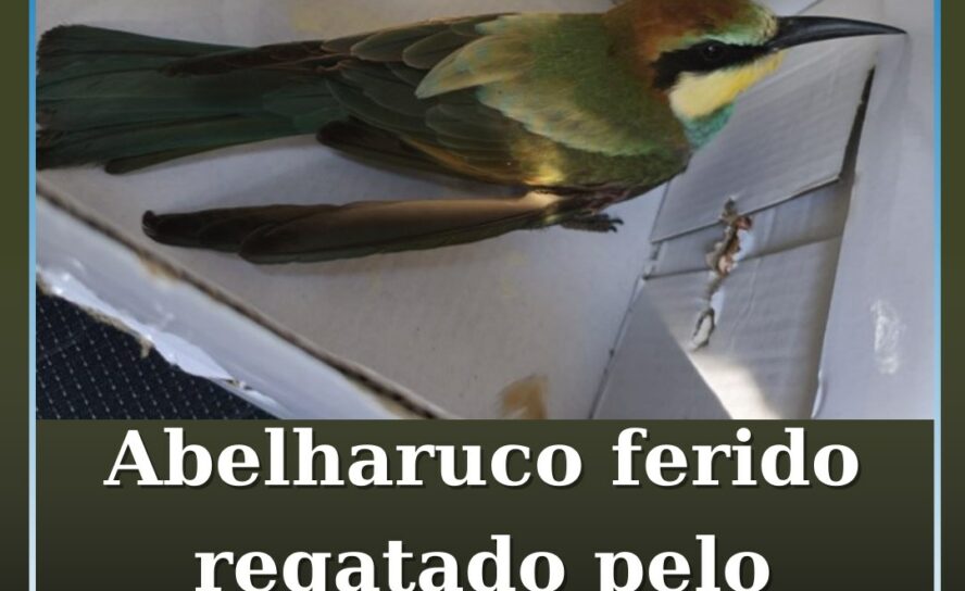 GNR resgata abelharuco ferido em Oleiros