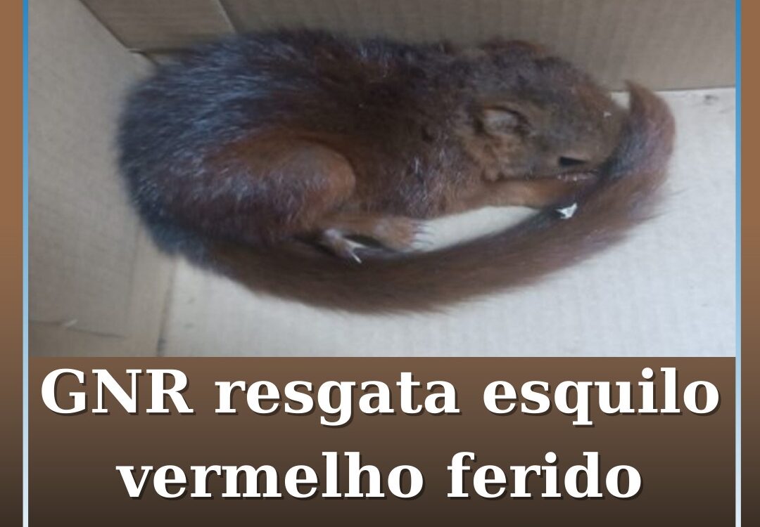 GNR resgata esquilo vermelho ferido na Covilhã