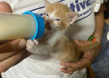 Gatos bebés para adoção responsável em Castelo Branco