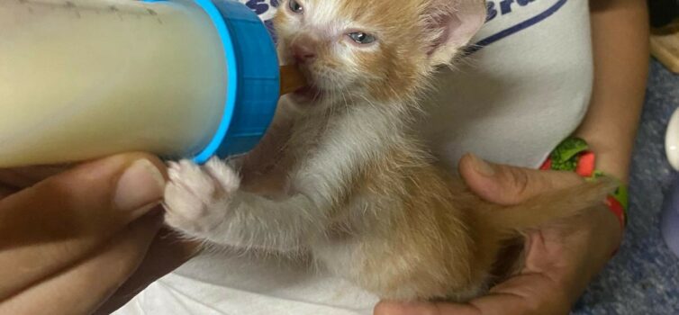 Gatos bebés para adoção responsável em Castelo Branco