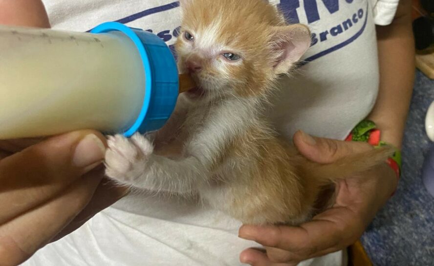 Gatos bebés para adoção responsável em Castelo Branco