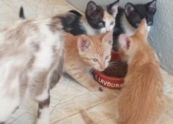 Gatos para adoção