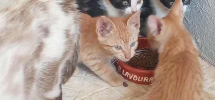 Gatos para adoção