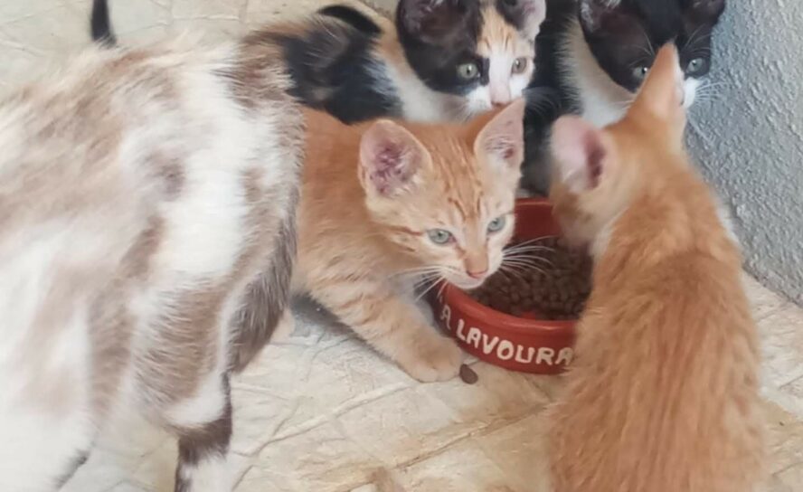 Gatos para adoção