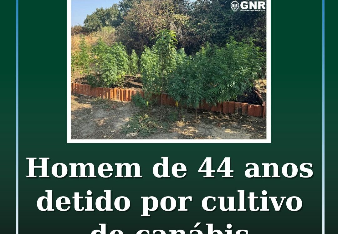 Homem de 44 anos detido por cultivo de canábis