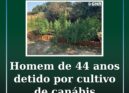 Homem de 44 anos detido por cultivo de canábis
