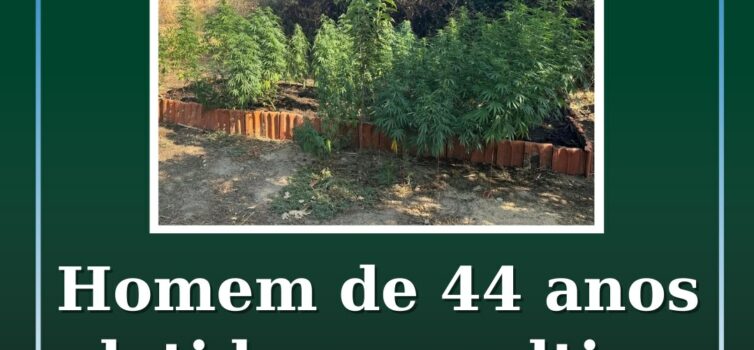 Homem de 44 anos detido por cultivo de canábis
