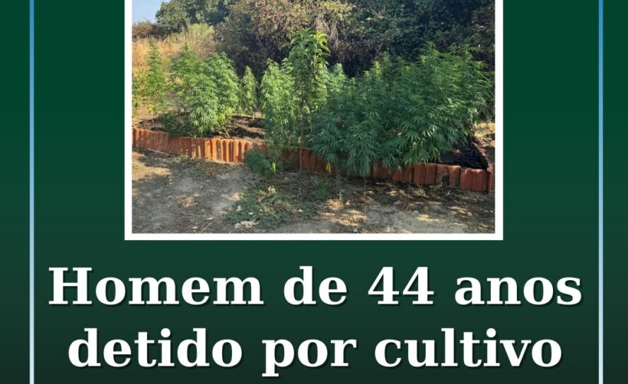 Homem de 44 anos detido por cultivo de canábis