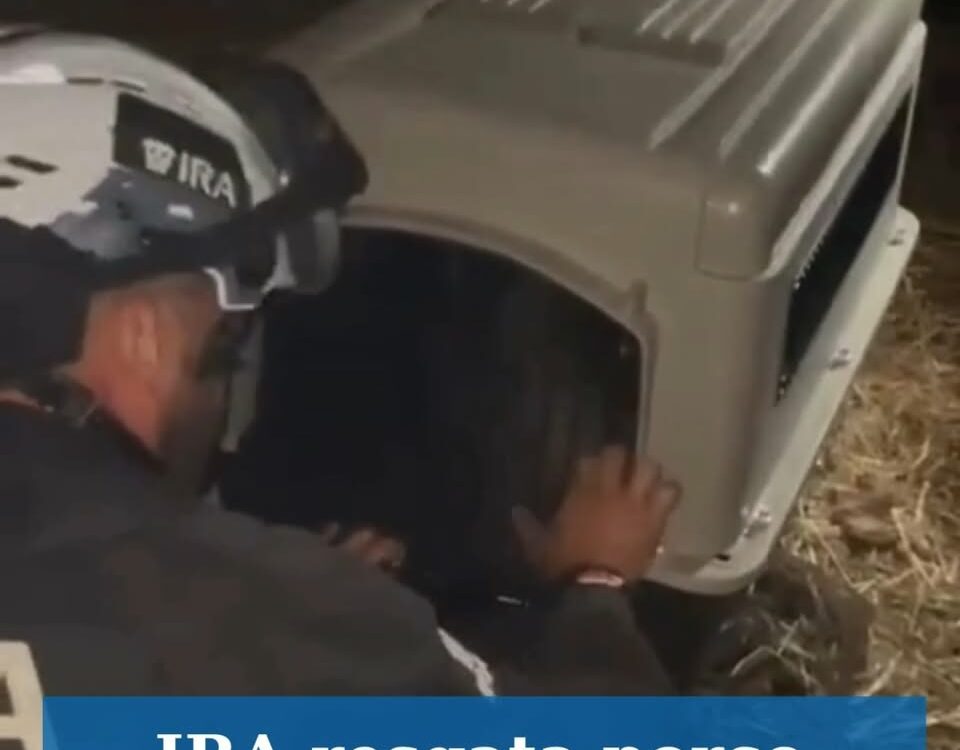 IRA resgata porco em zona de incêndio