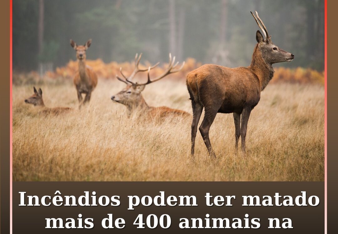 Incêndios podem ter matado mais de 400 animais na cordilheira central