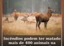 Incêndios podem ter matado mais de 400 animais na cordilheira central