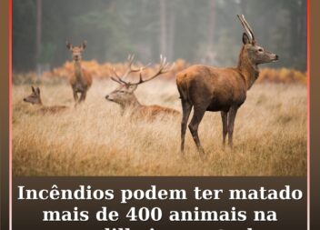 Incêndios podem ter matado mais de 400 animais na cordilheira central