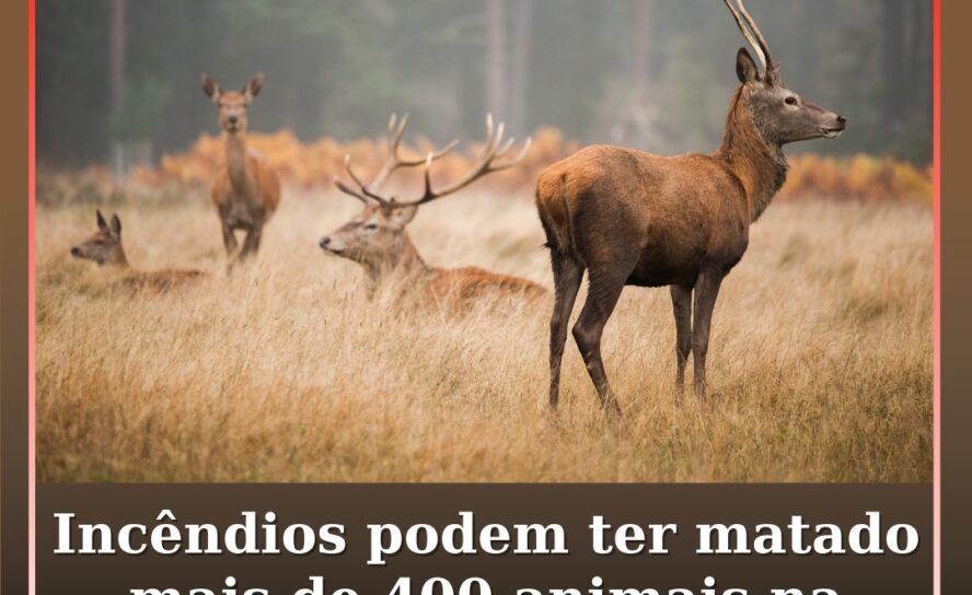 Incêndios podem ter matado mais de 400 animais na cordilheira central