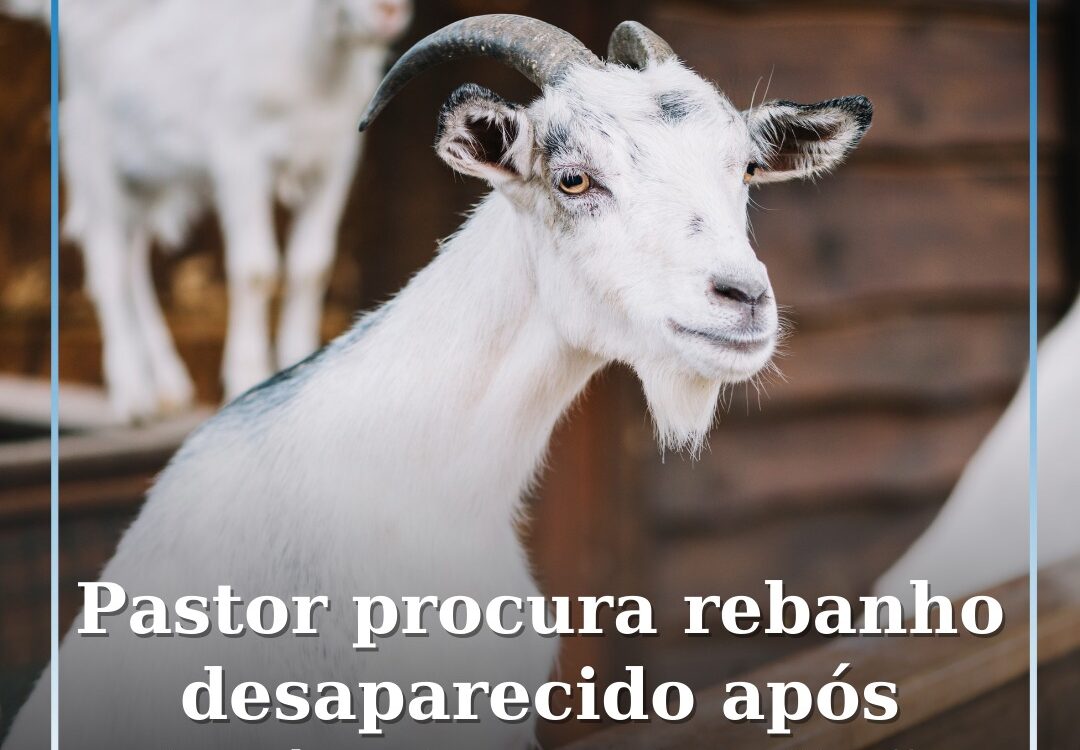 Pastor procura rebanho desaparecido após incêndio na Covilhã