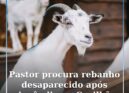 Pastor procura rebanho desaparecido após incêndio na Covilhã