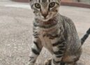 Três gatos disponíveis para adoção responsável em Idanha-a-Nova