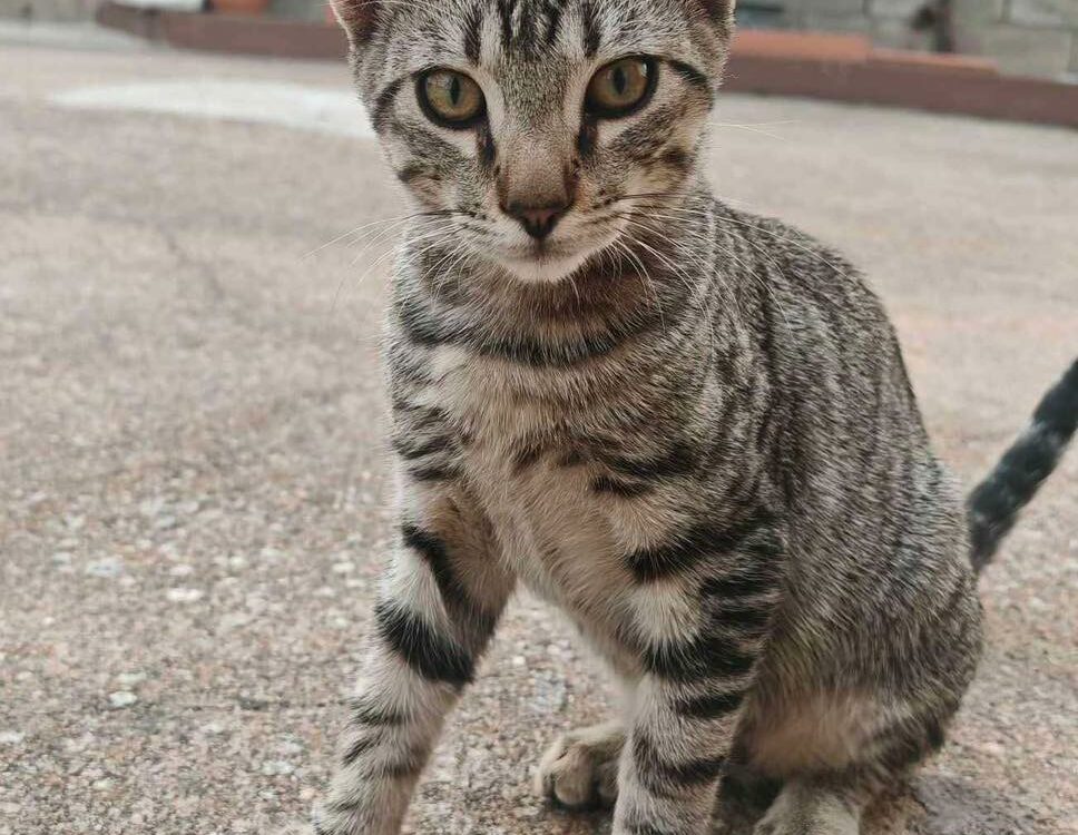 Três gatos disponíveis para adoção responsável em Idanha-a-Nova