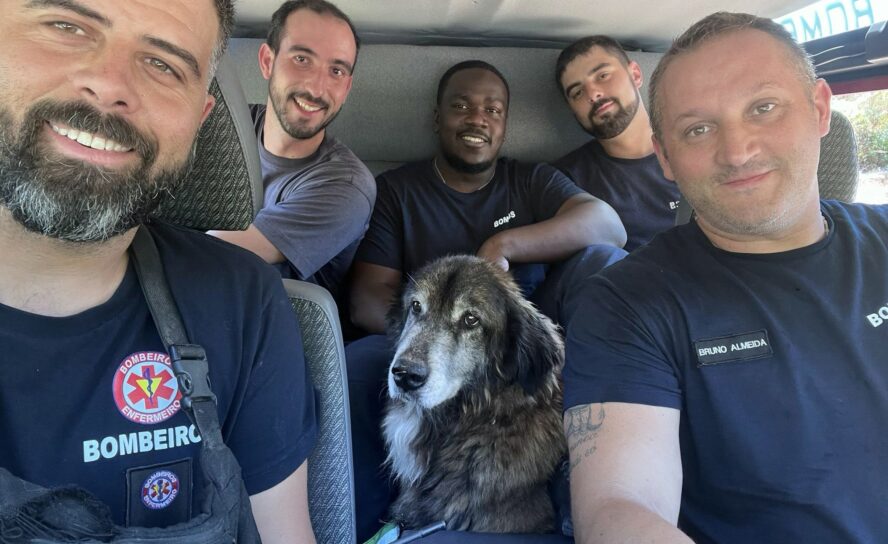 Bombeiros da Covilhã resgatam cão na ribeira das Cortes do Meio