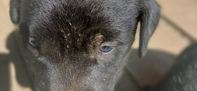 Cachorros para adoção responsável em Castelo Branco