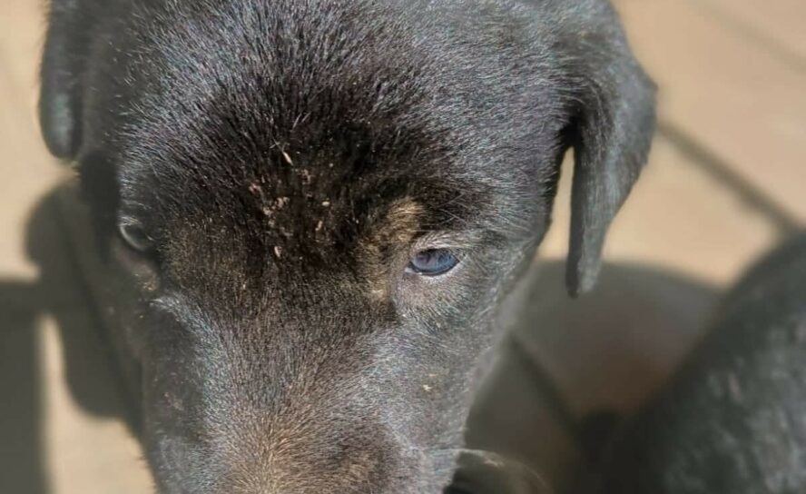 Cachorros para adoção responsável em Castelo Branco